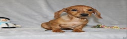 Miniature Dachshund dogs for sale: Cooper - Ad 4