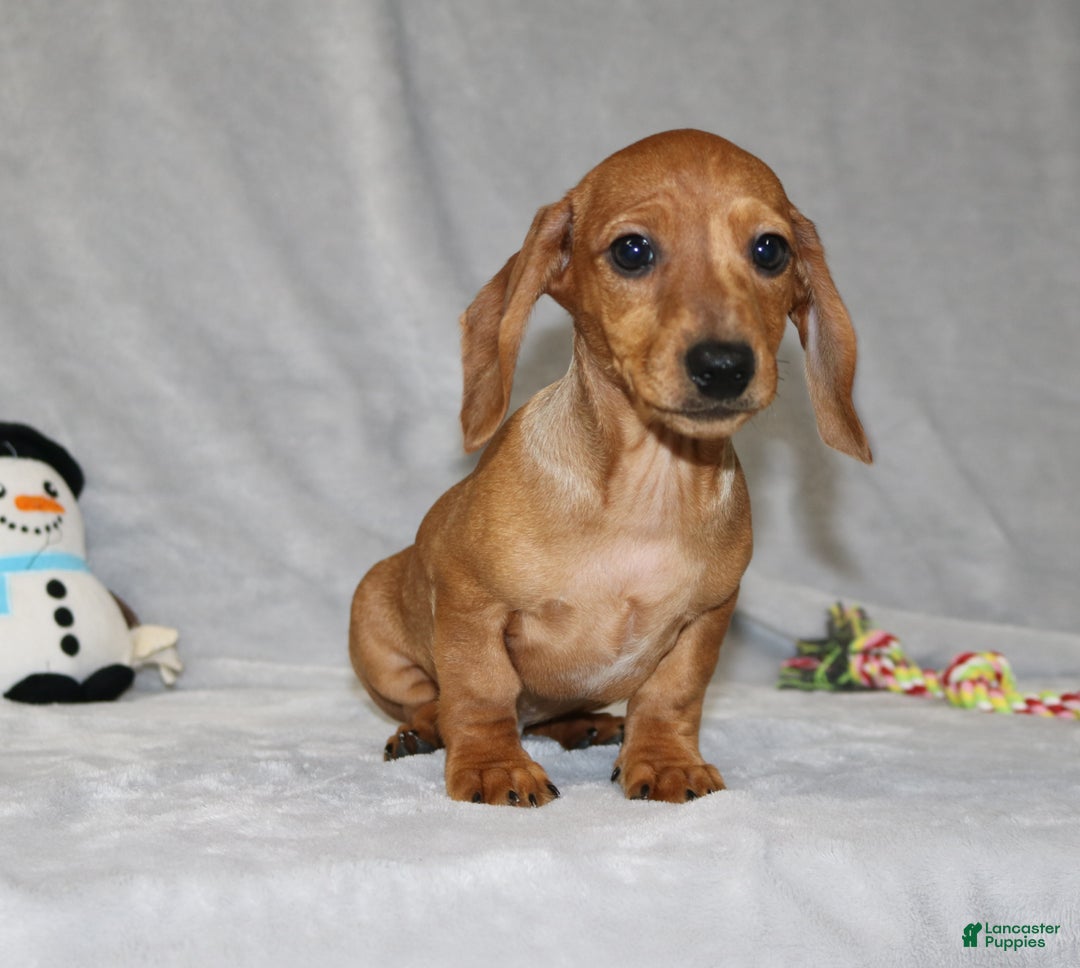 Miniature Dachshund dogs for sale: Cooper - Ad 4
