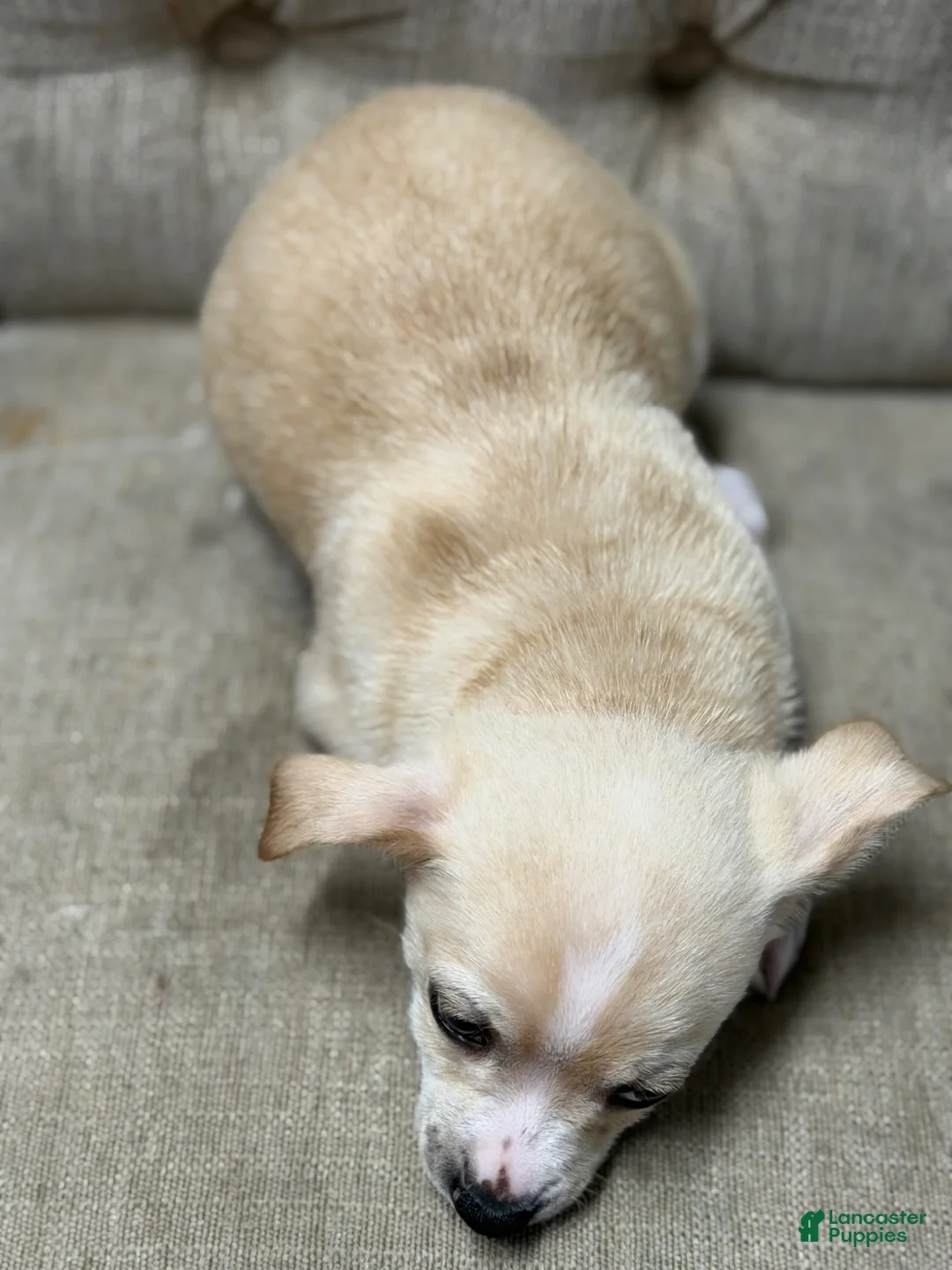 Mixed Breed dogs for sale: Mixed Breed Puppy 1 - Ad 2