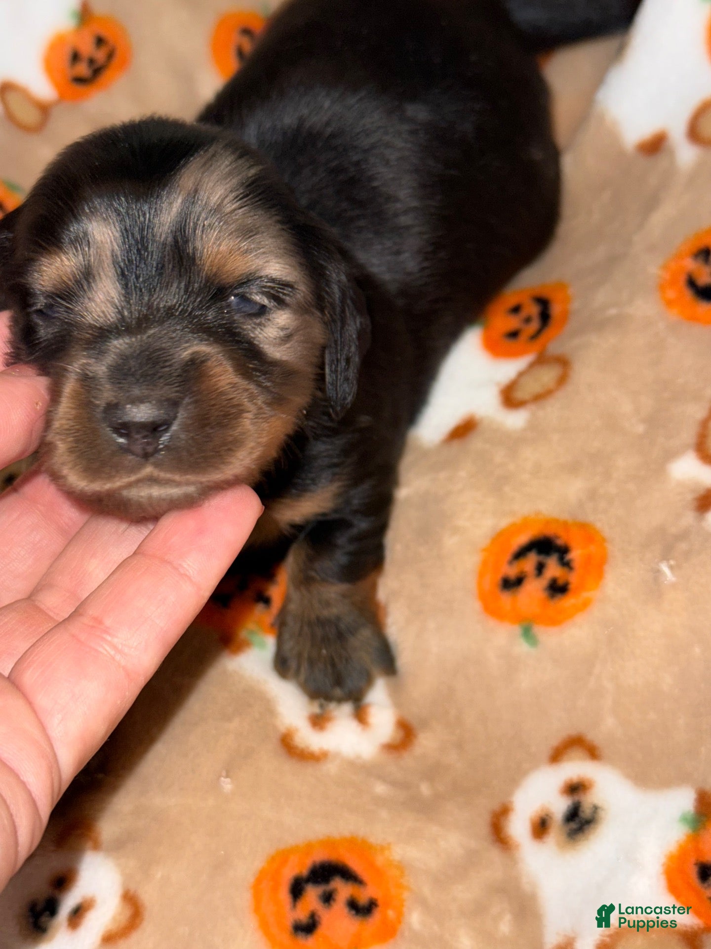 Miniature Dachshund dogs Longhair female , beauty spot on head !  - Ad 1