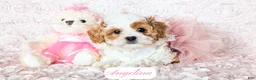 Cavapoo dogs for sale: Angelina - Ad 6