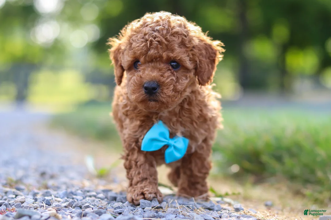 Cavapoo dogs for sale: Nash - Ad 7