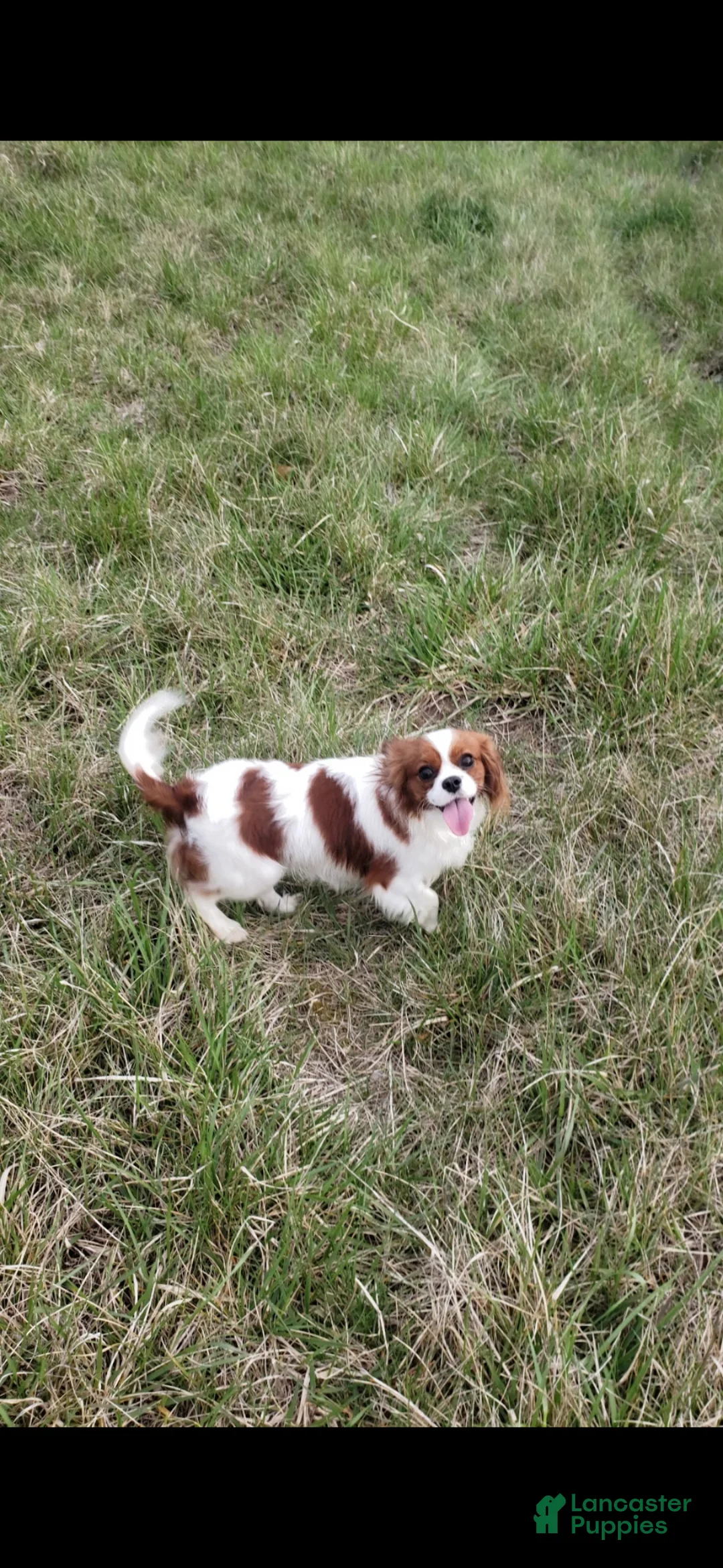 Cavapoo dogs for sale: Cavapoo Puppy 2 - Ad 17