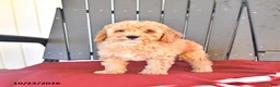 Miniature Poodle dogs for sale: Chester - Ad 3