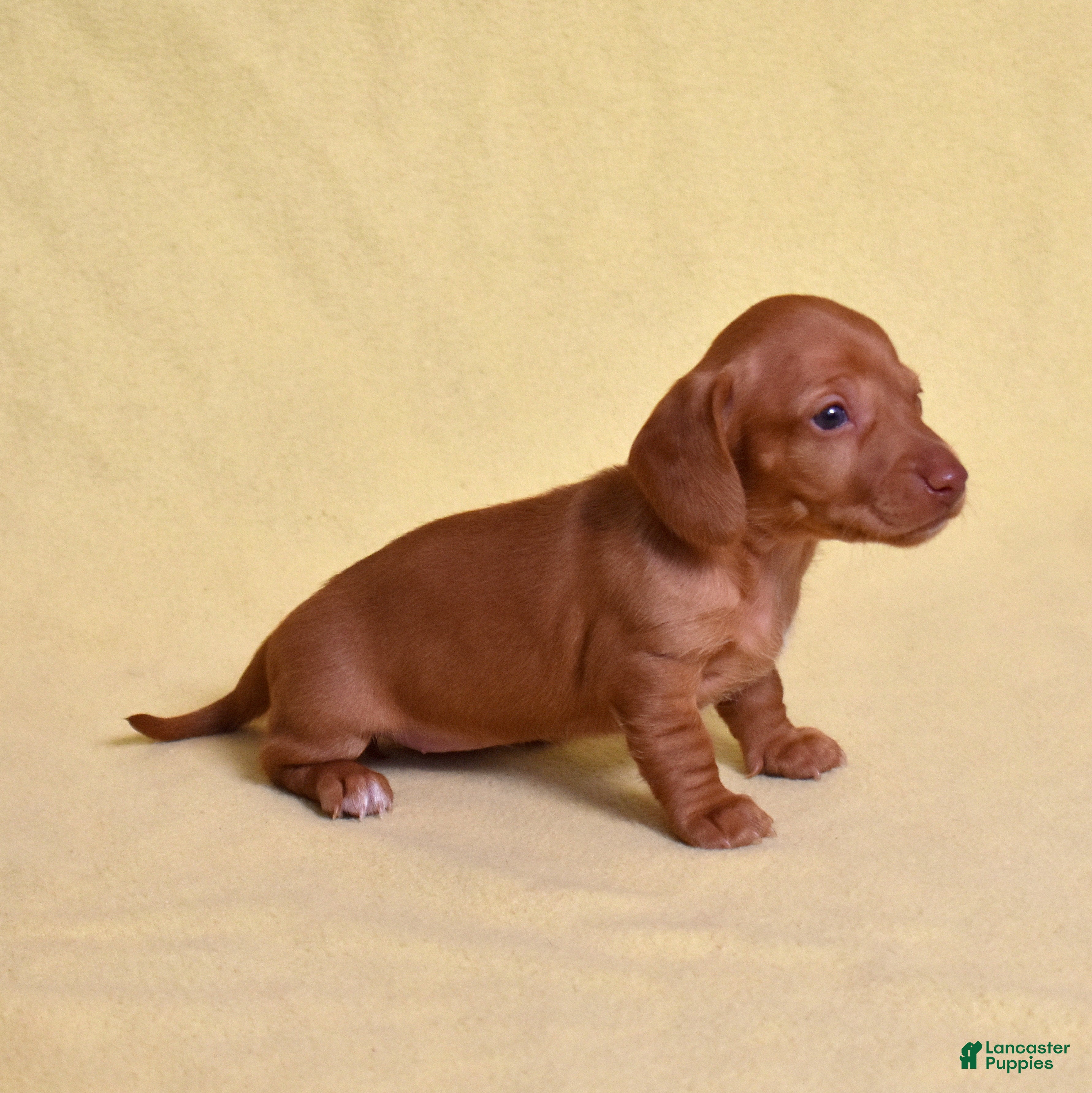 Miniature Dachshund dogs Espresso - Ad 2