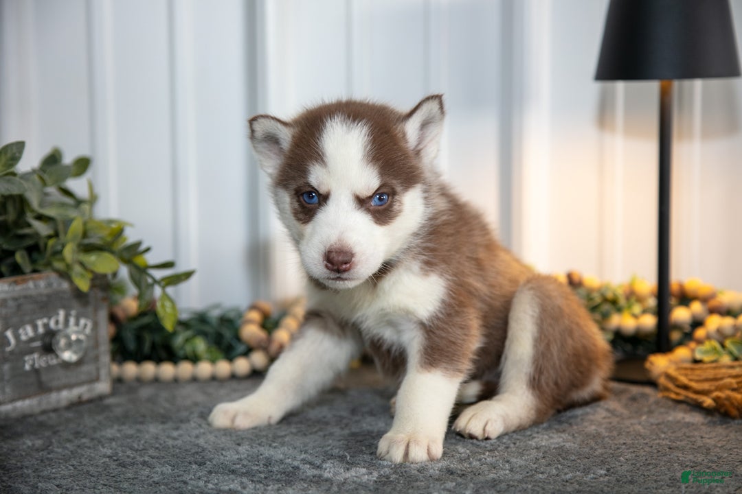 Siberian Husky dogs for sale: Tyke - Ad 2