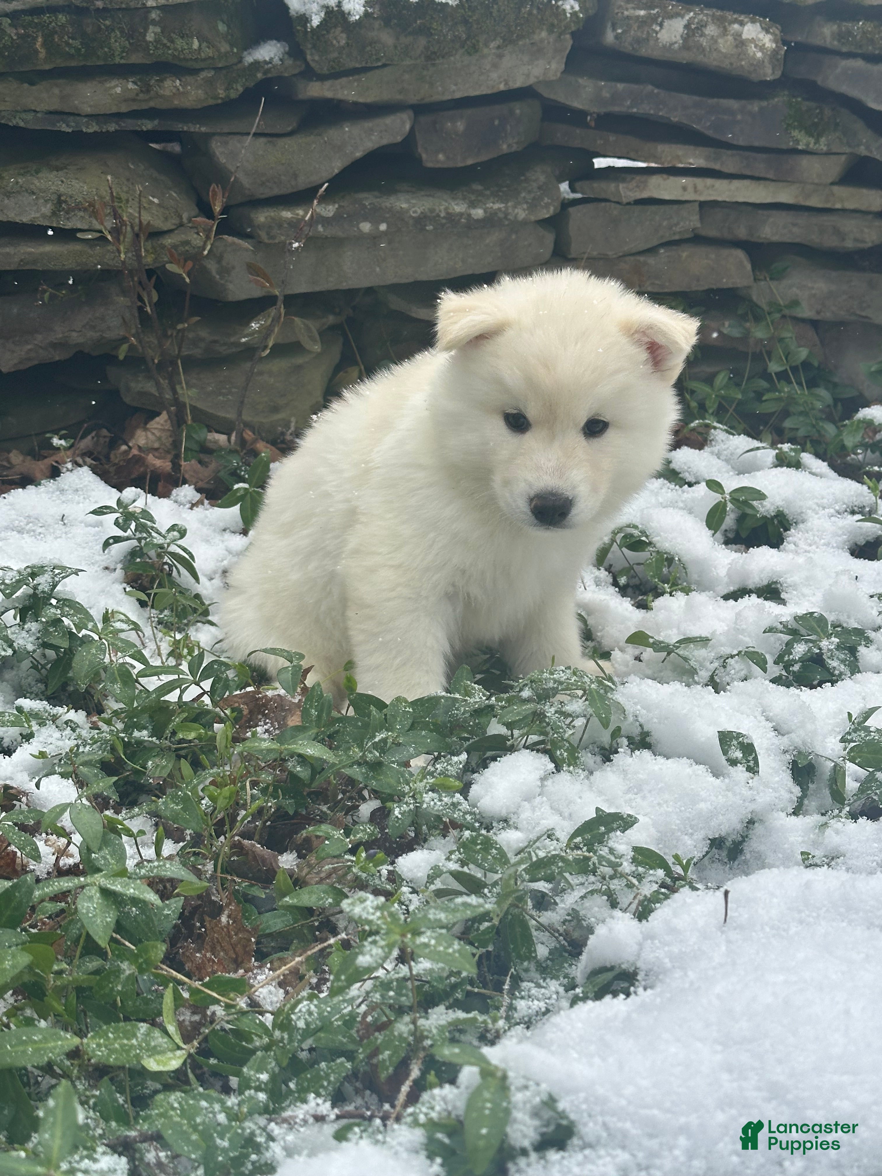 Siberian Husky dogs Toad - Ad 26