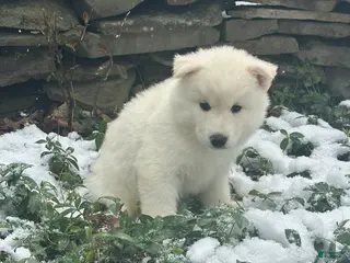 Siberian Husky dogs Toad - Ad 26