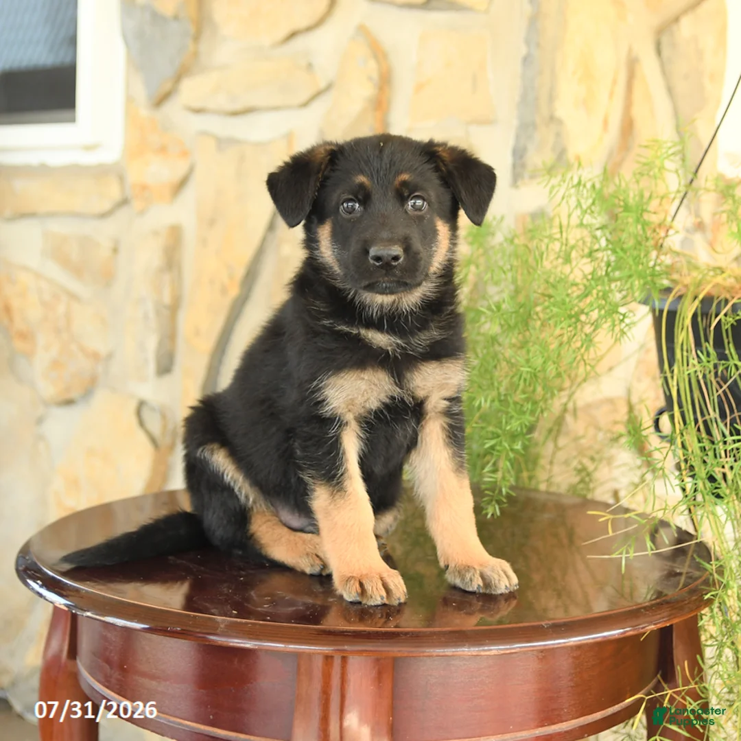 German Shepherd dogs for sale: Lincoln - Ad 3