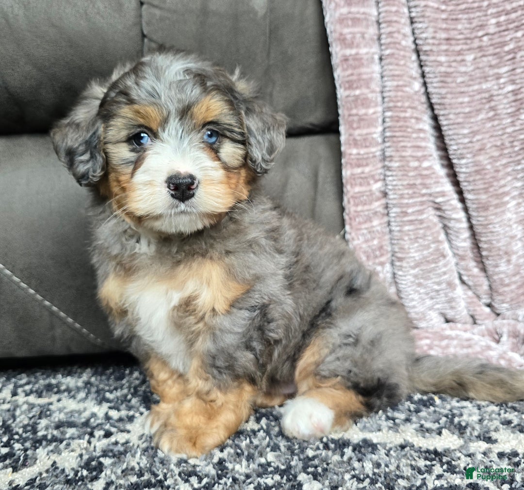 Mini Bernedoodle dogs for sale: Mini Watts - Ad 18