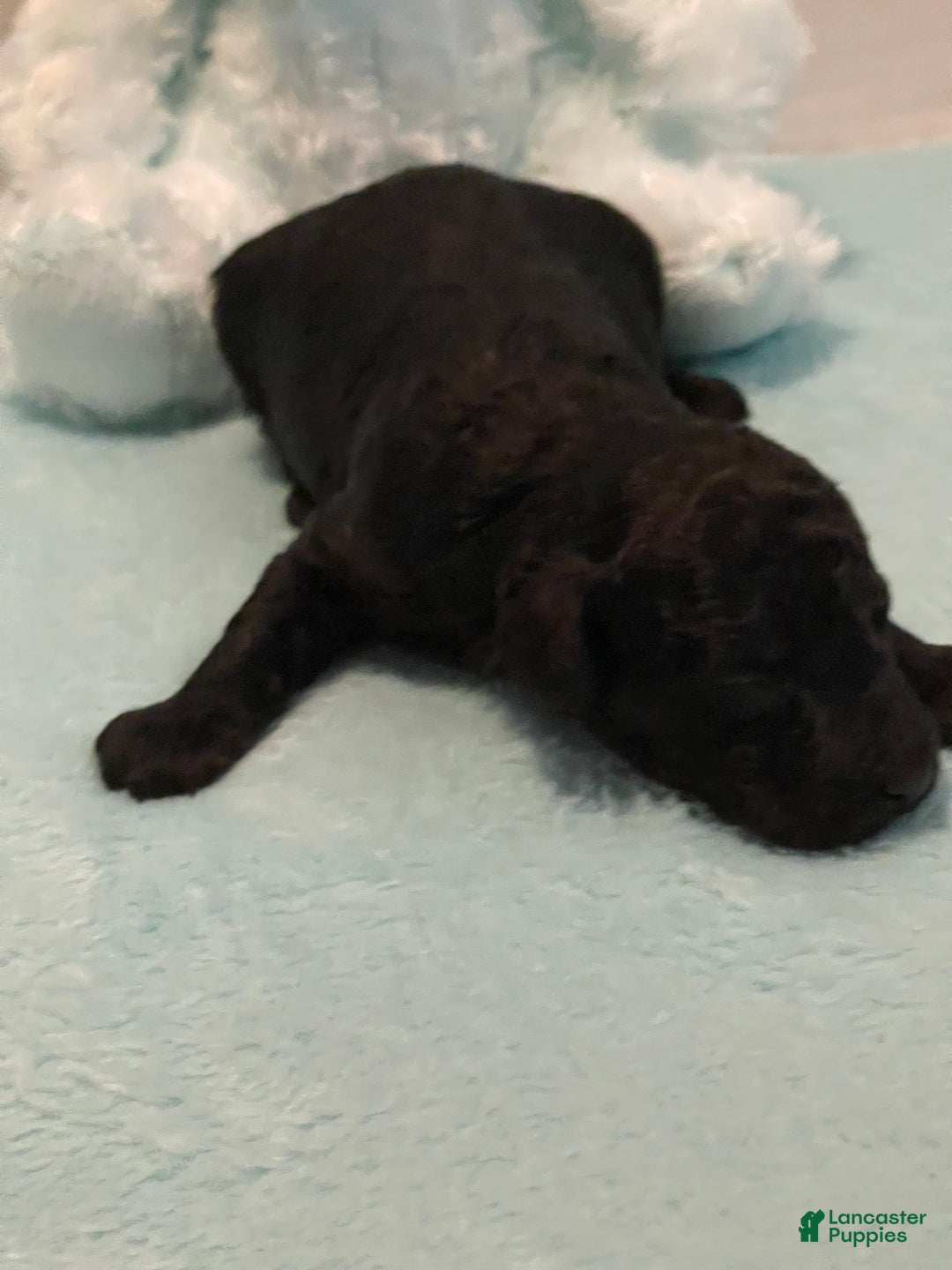 Toy Poodle dogs for sale: Toy Poodle Puppy 2 - Ad 3