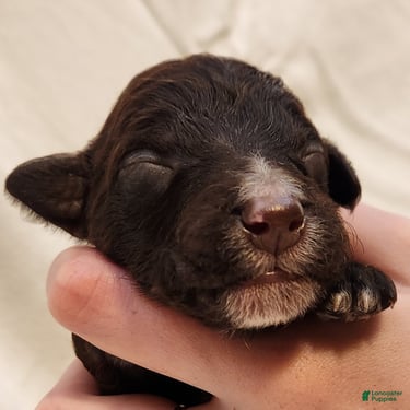 Mini Aussiedoodle dogs for sale: Pluto_Male Red Tuxedo - Ad 9