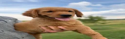 Golden Retriever dogs for sale: Honey - Ad 8