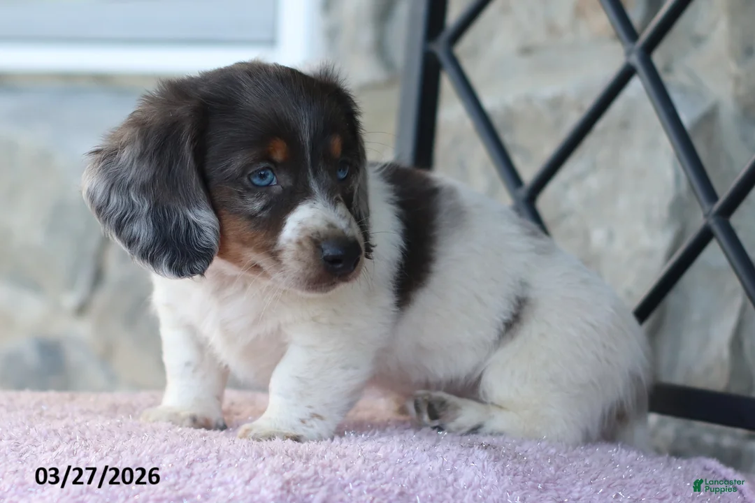 Miniature Dachshund dogs for sale: Frosty - Ad 5