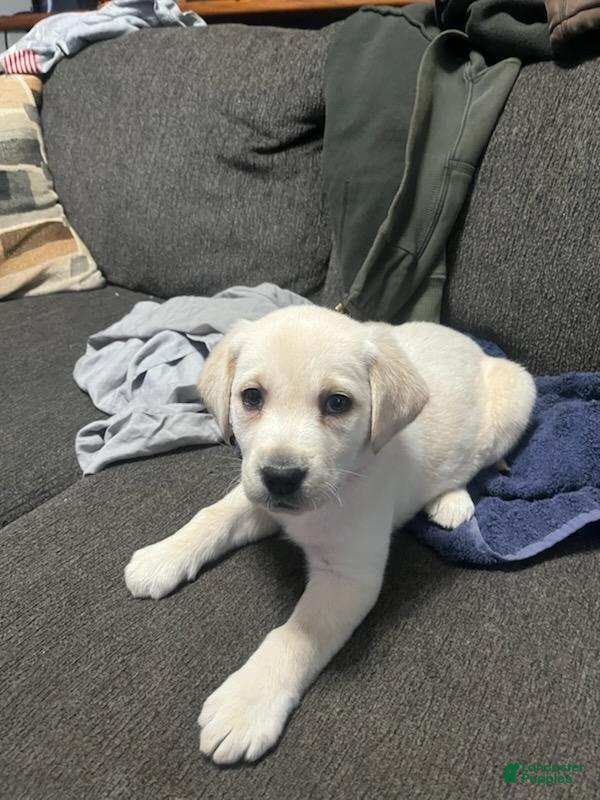 Labrador Retriever dogs sampson - Ad 14