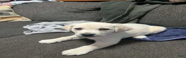 sampson