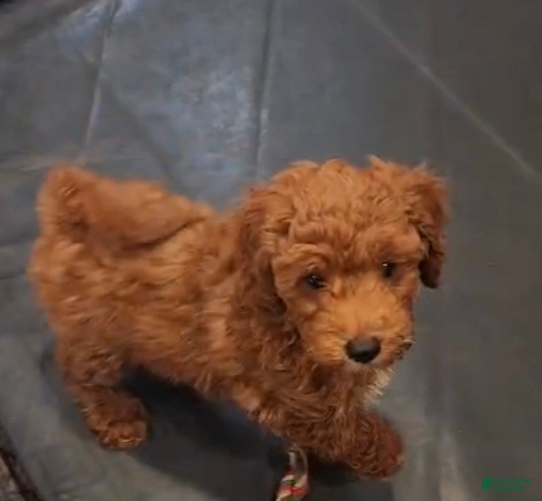Mini Goldendoodle dogs Goldie - Ad 42