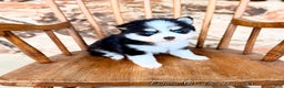 Pomsky dogs for sale: Zephyr - Ad 3