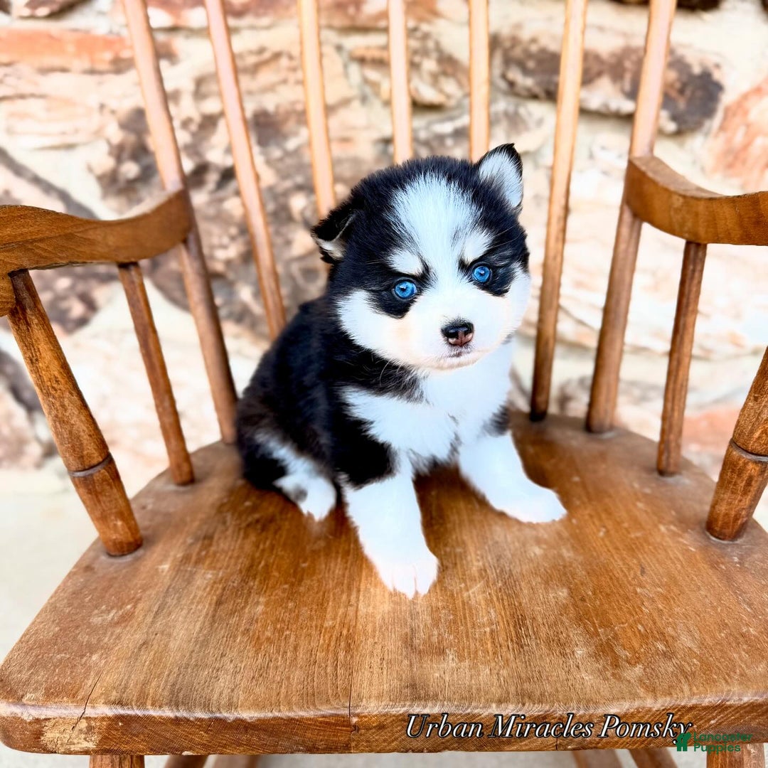 Pomsky dogs for sale: Zephyr - Ad 3