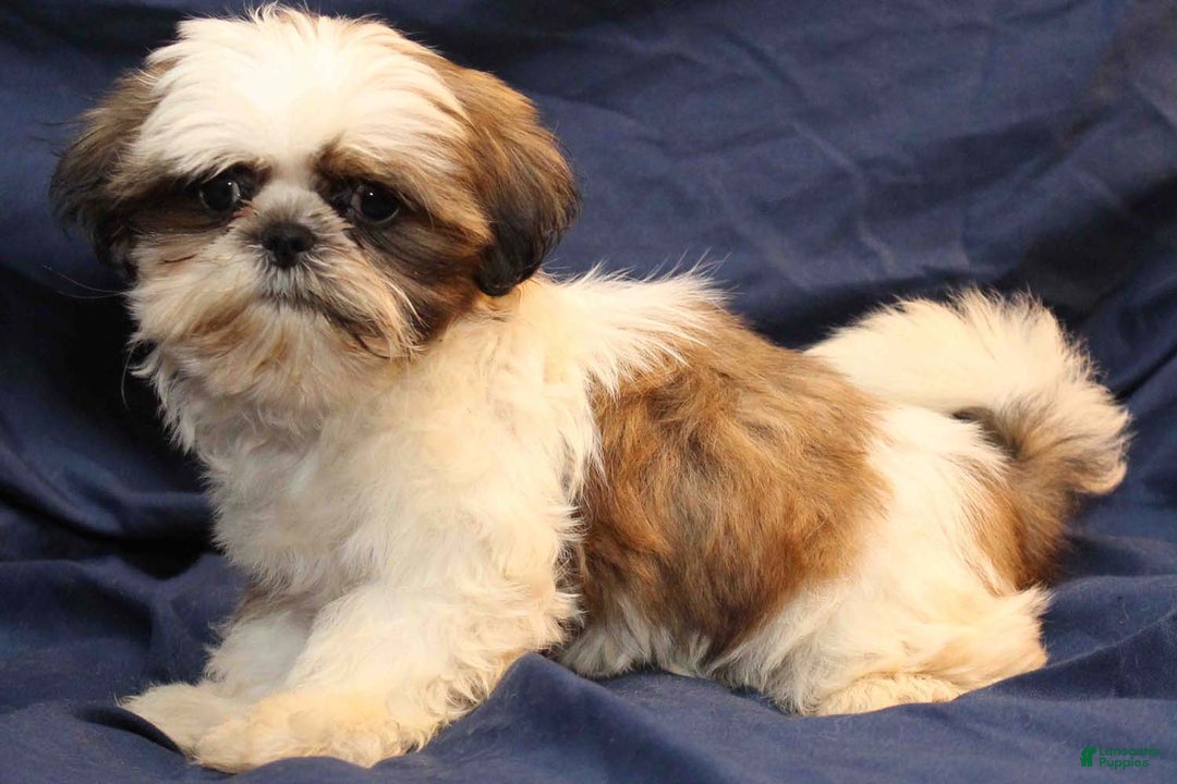 Shih Tzu dogs for sale: Romeo - Ad 3