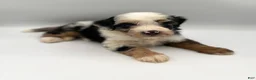 Bernedoodle dogs for sale: Pluto - Ad 1