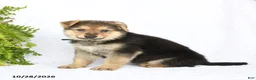 German Shepherd dogs for sale: Rider - Ad 5
