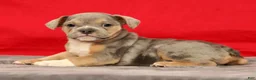 Beabull dogs for sale: Captain - Ad 4
