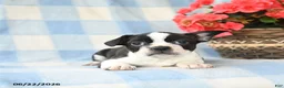 Boston Terrier dogs for sale: Gidget - Ad 3