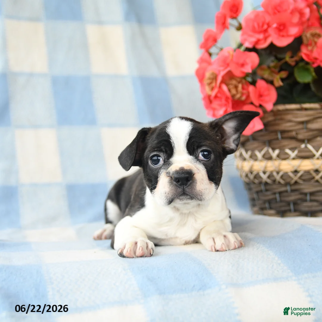 Boston Terrier dogs for sale: Gidget - Ad 3