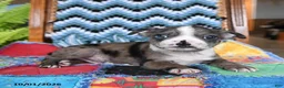 Boston Terrier dogs for sale: Hubble - Ad 3