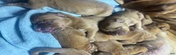 Dogue De Bordeaux dogs for sale: Dogue De Bordeaux Puppy 5 - Ad 77