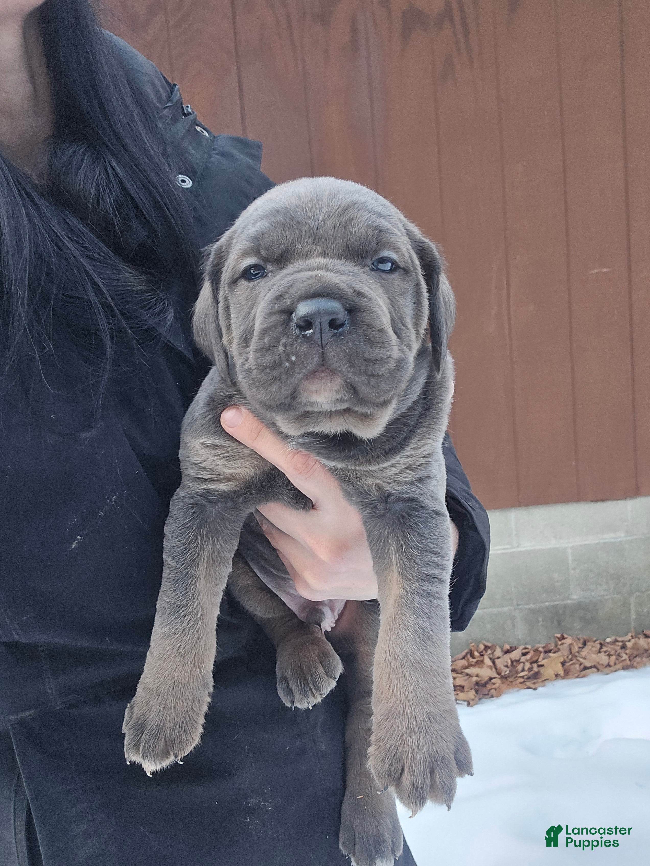 Cane Corso dogs Bowser  - Ad 21