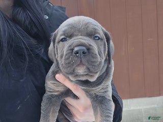 Cane Corso dogs Bowser - Ad 21
