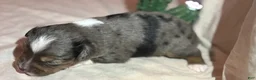 Toy Australian Shepherd dogs for sale: Hank  - Ad 13