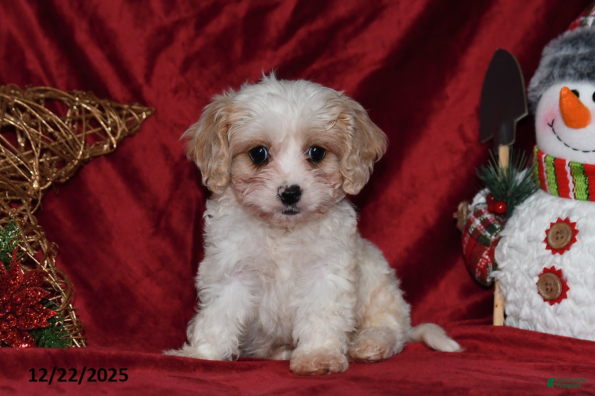 Cavachon dogs Dancer - Ad 4