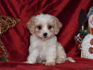 Cavachon dogs Dancer - Ad 4