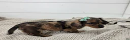 Miniature Dachshund dogs for sale: Oakley - Ad 6