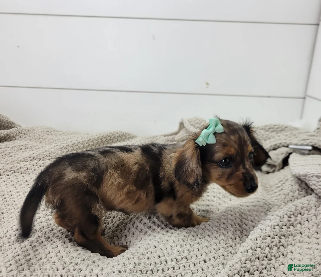 Miniature Dachshund dogs for sale: Oakley - Ad 6