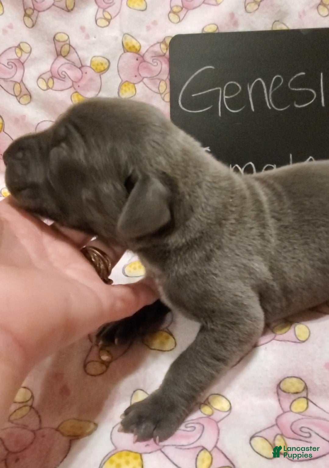 Gallery Image {{count}}