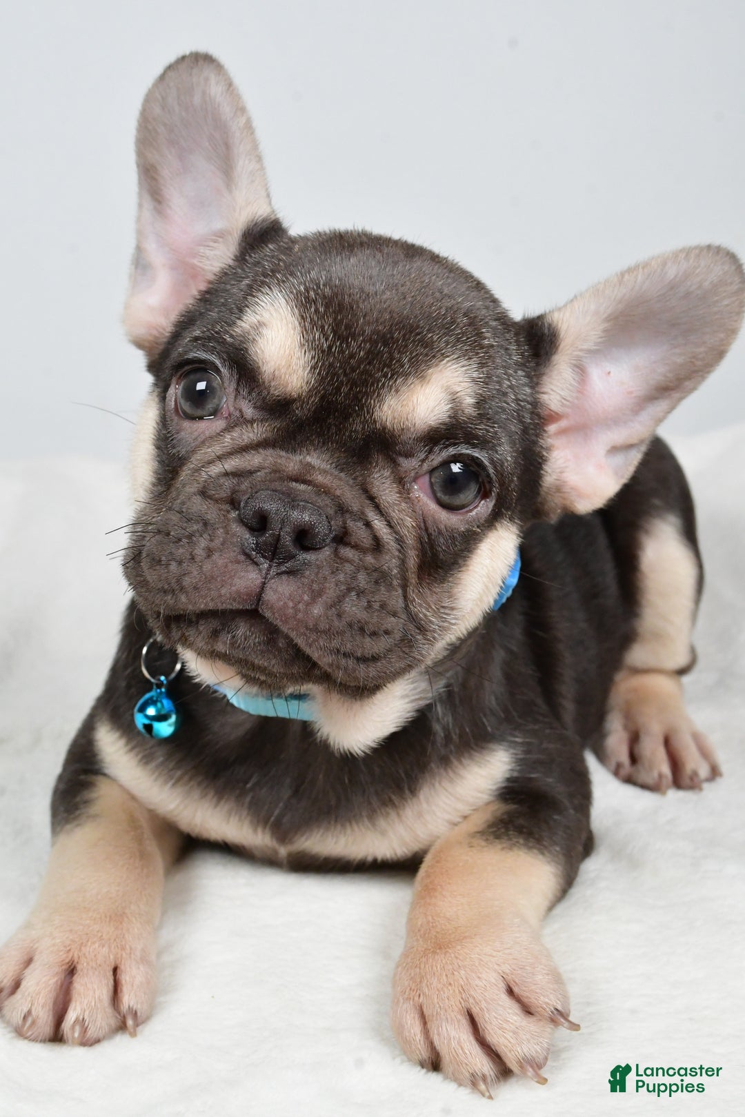 French Bulldog dogs for sale: Ellia  - Ad 6