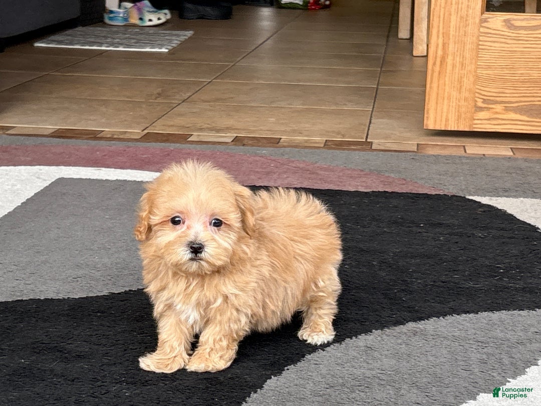 Maltipoo dogs for sale: Maltipoo Female Puppy 4 - Ad 11