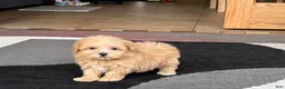 Maltipoo dogs for sale: Maltipoo Female Puppy 4 - Ad 11