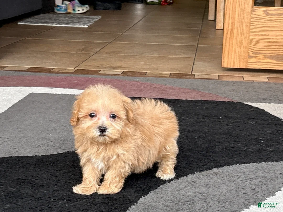 Maltipoo dogs for sale: Maltipoo Female Puppy 4 - Ad 11