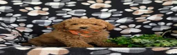 Toy Poodle dogs for sale: Northrop 9 lbs Full Grown - Ad 3