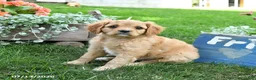 Cavapoo dogs for sale: Lissa - Ad 3