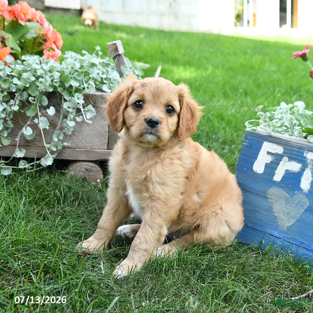 Cavapoo dogs for sale: Lissa - Ad 3