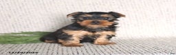 Yorkshire Terrier dogs for sale: Casey - Ad 2