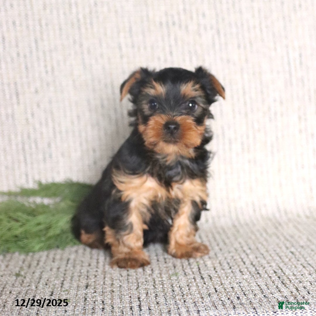 Yorkshire Terrier dogs for sale: Casey - Ad 2