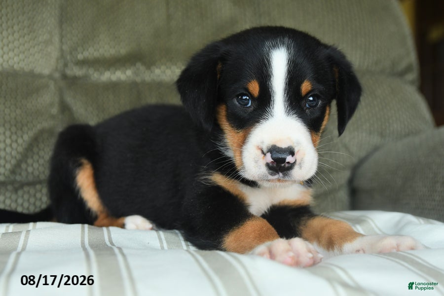 Greater Swiss Mountain Dog dogs Oscar - Ad 2