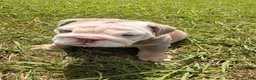 English Bulldog dogs for sale: Ghost ( Blue Eyes) - Ad 5